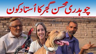 Big Dog Lover In Punjab Pakistan Saber Shah Vs Muhsan Gujjer By Bully Kutta Channel Nafa TV HD [upl. by Allehc202]