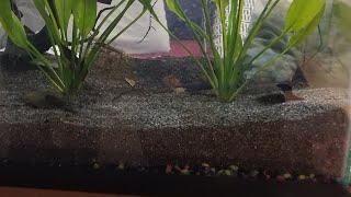 How to Cap Aquarium Gravel with Sand [upl. by Gabriell927]