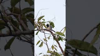 Cinereous Tit Bird Parus cinereus birds backyardwildlife birdsvideo 4k 4kwildlife [upl. by Londoner]