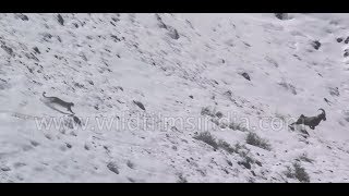 Snow Leopard incredible flight fall and fight  rare footage from the Himalaya [upl. by Halie]