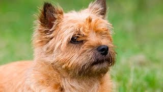 Cairn Terrier [upl. by Martinez]