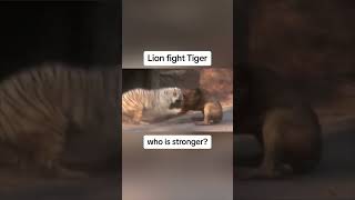 Lion vs Tiger WHO IS STRONGER [upl. by Yolane431]