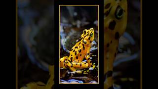 Panamanian Golden Frog amphibian panama [upl. by Tiler794]