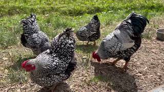 Silver Laced Wyandotte Bantam Chickens [upl. by Nitsreik396]