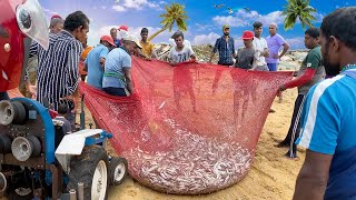 Stunning Catching Fish with Commercial Net On Beach Seine Fishing Using Tractors [upl. by Salli322]