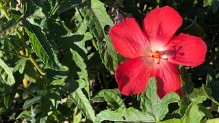 Okra’s Ornamental Cousin Abelmoschus moschatus [upl. by Nivle752]