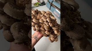 Growing Your Own Shiitake Mushrooms is Easy shortsfeed shorts gardening food hobby diy [upl. by Farand748]