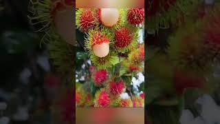 Rambutan ripens during the rainy season fruit fruits [upl. by Suivatal]