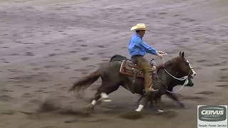 2017 Calgary Stampede Working Cow Horse Classic  Open Hackamore Winner [upl. by Eveline]