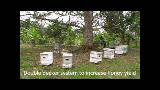 Malaysia Beekeeping amp Durian Honeywmv [upl. by Htebazil]