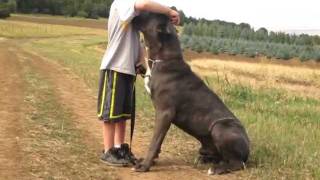 Cane Corso and Kid  CastleGuardCaneCorsocom [upl. by O'Kelly331]