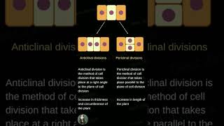 Anticlinal and Periclinal Division [upl. by Ezra]