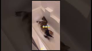 funny animals 2024 🐱🐶😹😆😂🤣 funniest cat dog 245 shorts [upl. by Emerson]