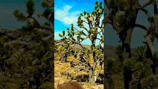 Joshua trees at Mojave offroadexplorationadventure campingadventuresoverland plantsjoshuatree [upl. by Nicram]