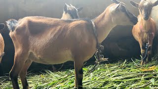 Goat Miscarriage  Causes Symptoms Treatment And Prevention [upl. by O'Mahony865]