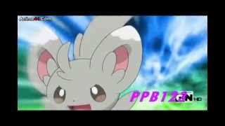 Pachirisu X Pikachu and Emolga X MInccino Amv [upl. by Sclater]