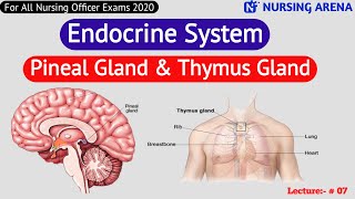 Pineal Gland amp Thymus Gland Hormone Functions of Glands Endocrine system  Raju Ghasal sir [upl. by Aramoix]