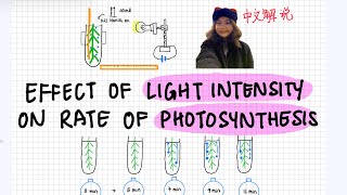 SPM BIO Hydrilla Experiment Amali 2024 【中文解说】 [upl. by Omixam484]