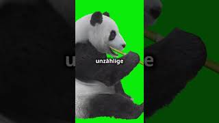 Der Große Panda Bedroht und Faszinierend tierliebefactstierliebepanda tiere dokushorts [upl. by Enialedam23]