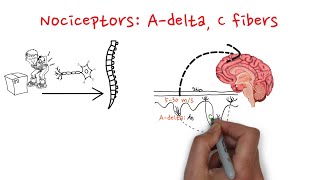 Nociceptors Adelta and C fibers [upl. by Lynnelle]