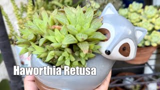 Haworthia Succulent Plant Propagation [upl. by Wil131]