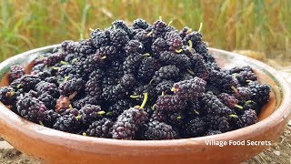 Mulberry Picking in My Village  Mubashir Saddique  Village Food Secrets [upl. by Lleon]