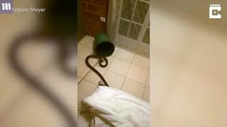 Sleeping woman 25 wakes up to find a four foot SNAKE in her bed [upl. by Oniluap947]