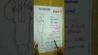 Micturitionclass11neet2024neetbiologycbseyoutubeshortsshortsexcretoryproductamptheirelimination [upl. by Nnateragram506]