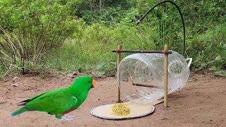 Creative Unique Quick Parrot Trap Using 5 Liters Bottle Paper And Woods  Bird Trap Working 100 [upl. by Atinob61]