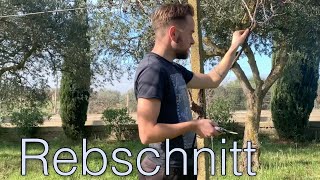 🍇 Rebschnitt Pergola  Wein schneiden im Winter [upl. by Vladimir]