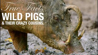 True Facts Wild Pigs [upl. by Auhso]