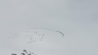 Canada geese migrating in Scunthorpe [upl. by Tobi]