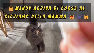 😺Mendy arriva di corsa al richiamo della mamma 😻🐈‍⬛😸 [upl. by Warden]