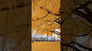 Ginkgo Tree  wonjusi south korea asiancountry koreanair travel [upl. by Ardnaxela]