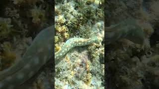 Snake Eel caymanislands travel snorkeling [upl. by Ettennor]