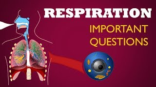 Respiration Important questions Life processes Ncert class 10 Biology Science cbse syllabus [upl. by Welcy893]