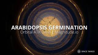 Arabidopsis Germination in Microgravity [upl. by Tega]