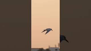 Gullbilled Tern shorts [upl. by Bing]