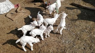 167  GOAT FARMING  خالص نسل بریڈر میں کیا خوبیاں ہونی چاہے ؟  BAKRA MANDI 2019  2020 [upl. by Innavoig969]