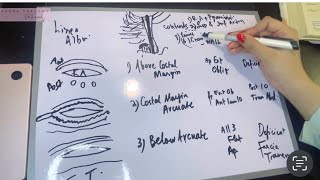 Rectus Sheath  Fascia Transversalis Anatomy  Superior and Inferior Epigastric artery [upl. by Ykceb]