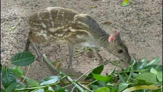 Im a Wildlife Expert and I Found the RAREST Mouse Deer Species in Africa and Asia [upl. by Winser]