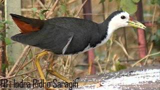 Suara Burung Ruwak Ruwak cocok untuk Mendekut dan memikat [upl. by Airdnax580]