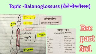 Hemichordata का example Balanoglossus बैलेनोग्लॉसस का सम्पूर्ण वर्णन ।।by sumer sir [upl. by Yelyak663]