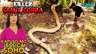 Kapuso Mo Jessica Soho HIGANTENG COBRA UMAATAKE SA MGA TAO  kmjs  kmjs latest episode [upl. by Brelje371]