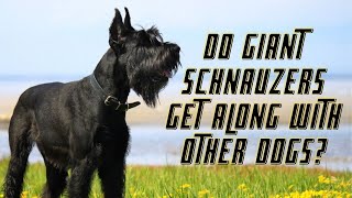 12 Top Things About Giant Schnauzer That Owners Need To Know [upl. by Sayers]