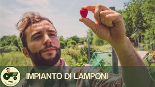 Come realizzare un impianto di lamponi  Il contadino Nick [upl. by Emarej]