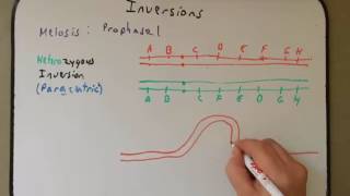 Chromosomal Inversions [upl. by Eittod252]