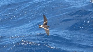 Leachs Stormpetrels April 2023 Cape Verde Islands [upl. by Ijan]