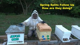 Spring Swarm Cell Splits Follow Up S8E9 beekeeping [upl. by Ellissa674]