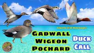 Gadwall  Wigeon Pochard Duck Hunting Call [upl. by Irot]